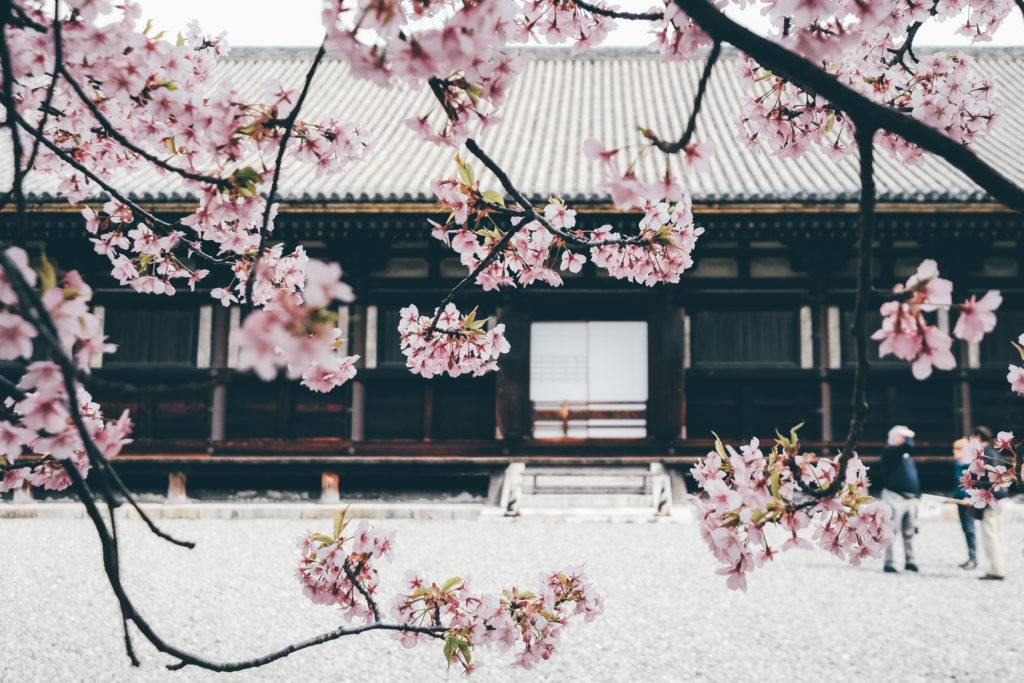 Cherry Blossom at Sanjusangendo Temple