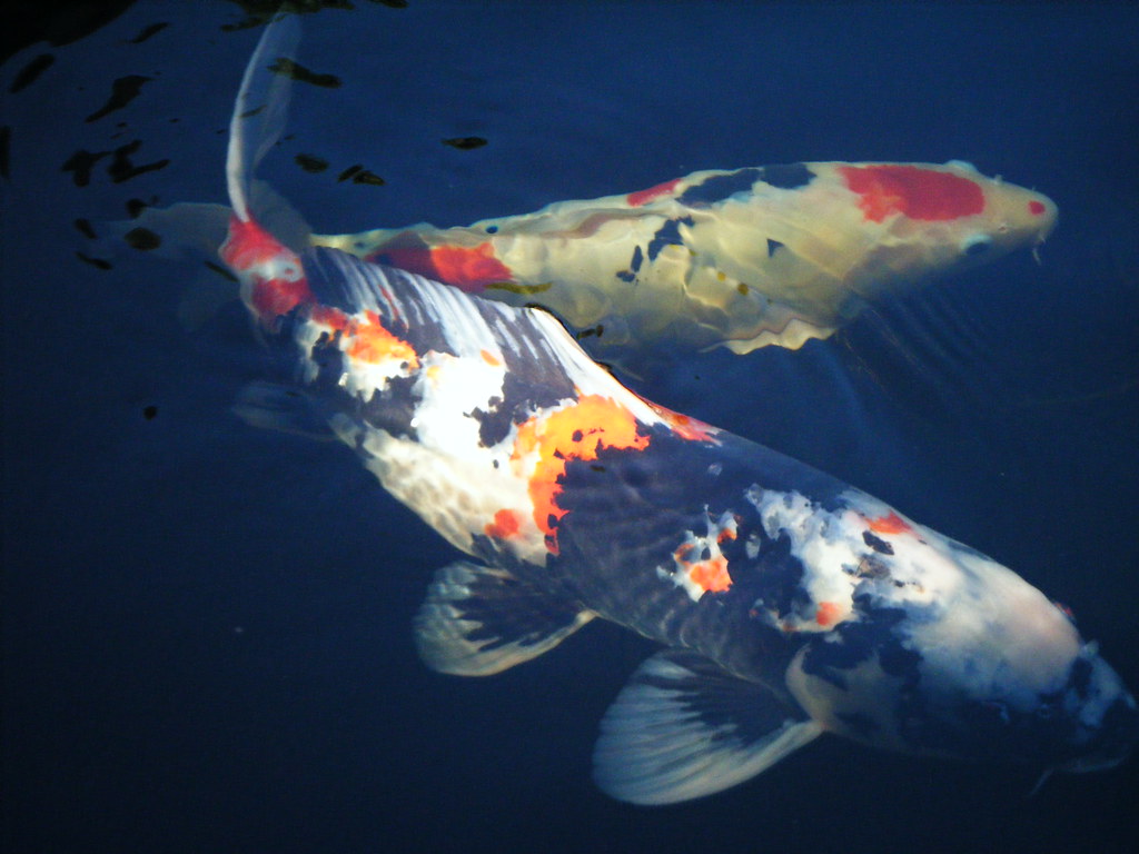 2008_0906SwanIslandDahlias0337