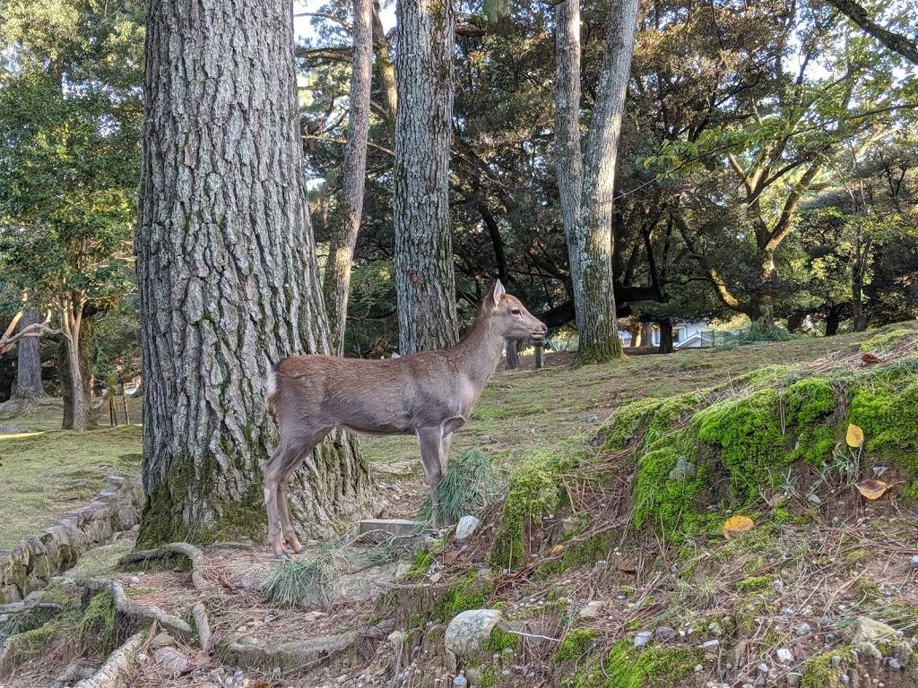 Deer in Nara park