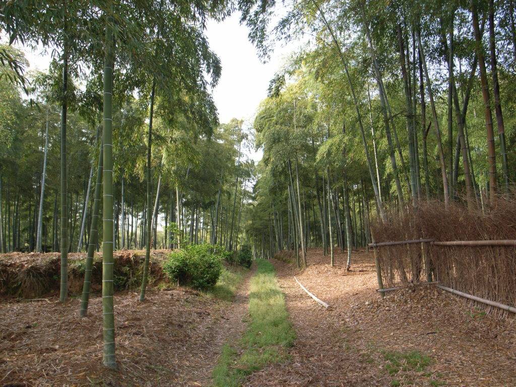 Bamboo Grove
