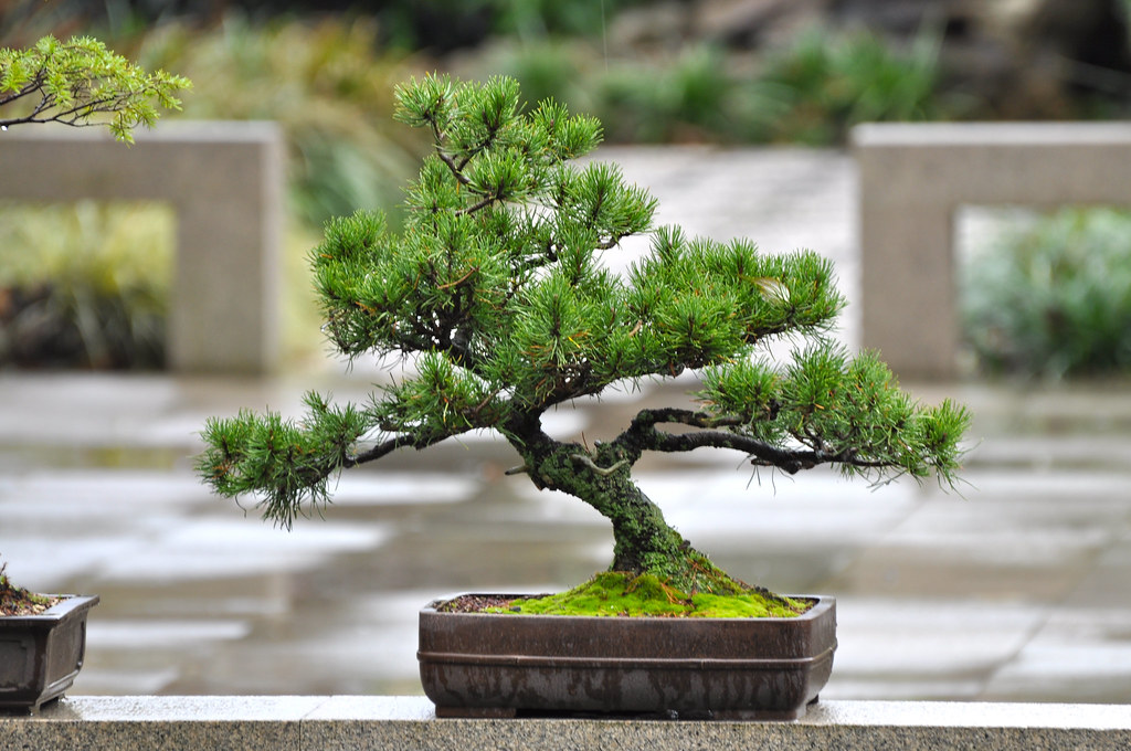Bonsai