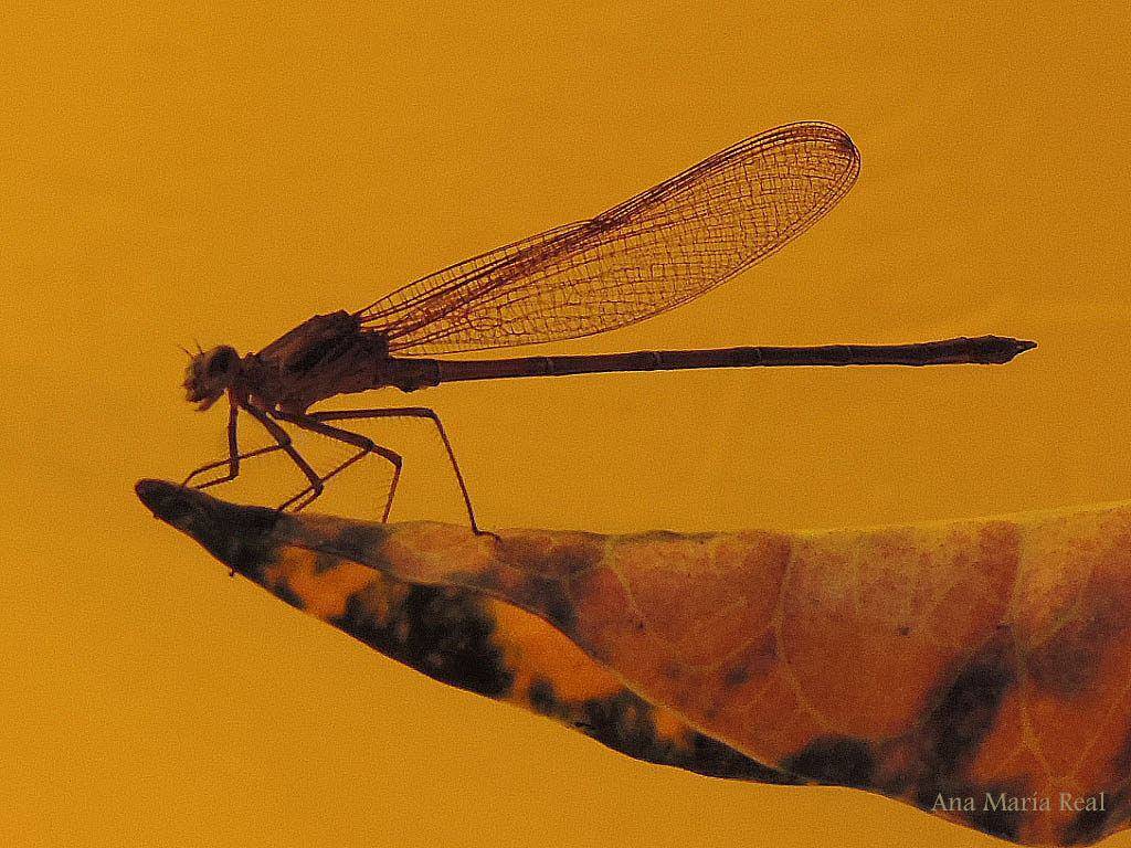 Libélula
