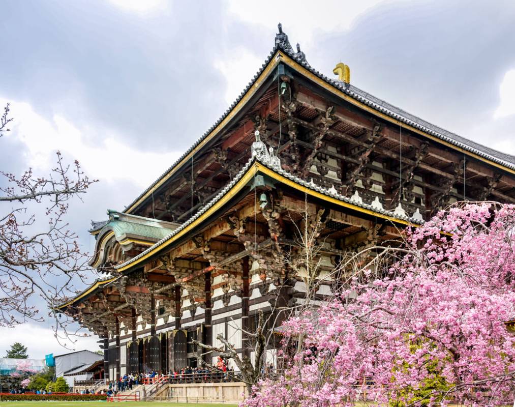 Todai-ji Temple at cherry blossom in Nara