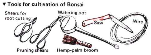 Bonsai